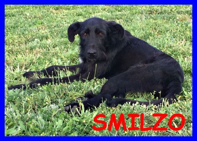SMILZO, TENERO CAGNOLINO CERCA CASA - Foto 8
