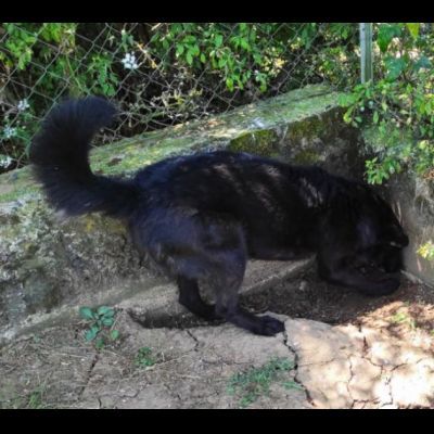 ALBERTO, lupetto allegro socievole taglia medio contenuta, CAGNOLINO IN ADOZIONE - Foto 9