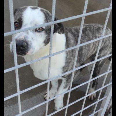 MAX CERCA ATTENZIONE, CHIEDE AMORE, CANE IN ADOZIONE TG MEDIA - Foto 6