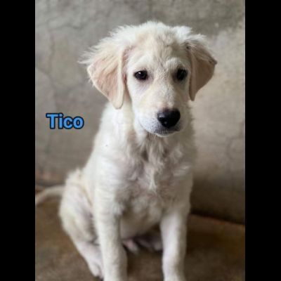 TICO MERAVIGLIOSO CUCCIOLO IN ADOZIONE - Foto 3