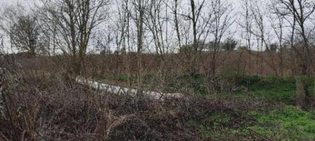 Immobile in asta di 76942 m² in vendita a Siena - Foto 13