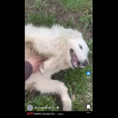 VANESSA DELIZIOSA NATA GIUGNO 2025 CANE IN ADOZIONE - Foto 3