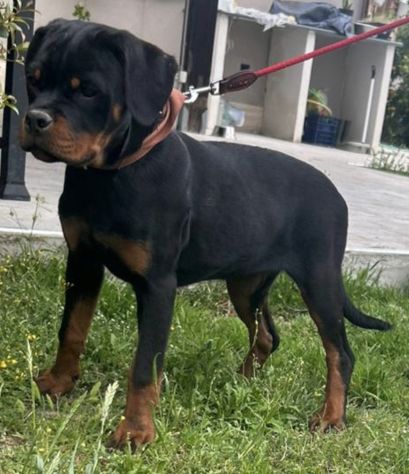 Vendesi cucciole femmine di Rottweiler - Foto 2