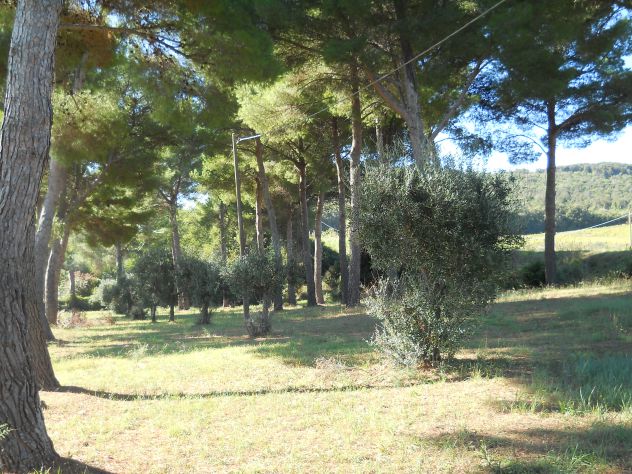 Pineta mq 4.000 Piombino (li) a 2 km da Baratti - Foto 10