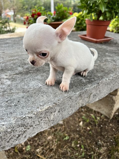 Cuccioli di Chihuahua - Foto 3