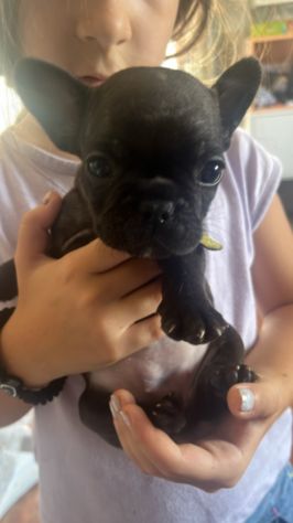 Animali bulldog francesi cosenza - Foto 2