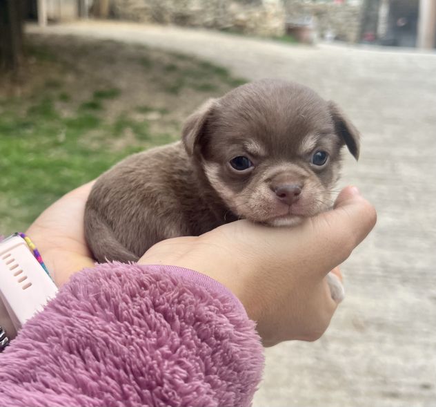 Mini cuccioli chihuahua - Foto 5