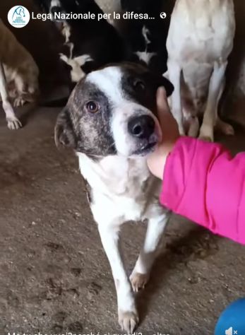 MOLLY, CERCA COCCOLE E ATTENZIONI, CAGNOLINA IN ADOZIONE, TAGLIA MEDIO PICCOLA