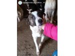 MOLLY, CERCA COCCOLE E ATTENZIONI, CAGNOLINA IN ADOZIONE, TAGLIA MEDIO PICCOLA
