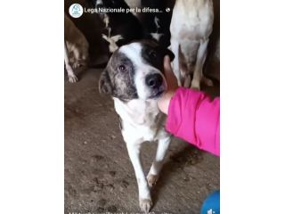 MOLLY, CERCA COCCOLE E ATTENZIONI, CAGNOLINA IN ADOZIONE, TAGLIA MEDIO PICCOLA