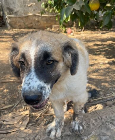 Lillino cucciolo simil San Bernardo in adozione - Foto 2