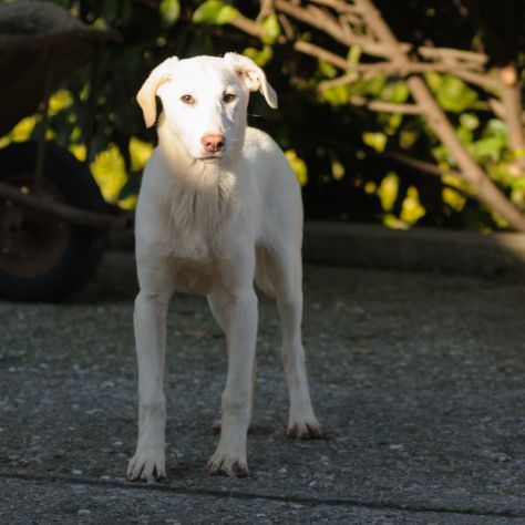 OLIVER, 8 MESI (20/09/25), TAGLIA MEDIA, TIMIDO E MERAVIGLIOSO CERCA CASA - Foto 8