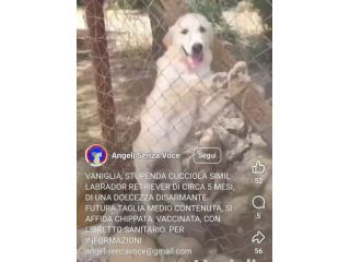 Femmina 5mesi simil Labrador Retriever tg media in 1recinto a pane secco!SOS SUD