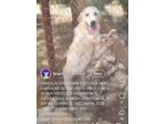 Femmina 6mesi simil Labrador Retriever tg media in 1recinto a pane secco!SOS SUD