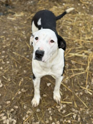 ROXY, mix PITTINA dolce come il miele! - Foto 5