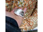 Cuccioli di criceti piccolissimi
