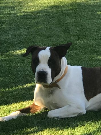 DINO, American Staffordshire Terrier - Foto 2