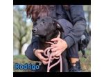 RODRIGO E ABBONDIO CUCCIOLI IN ADOZIONE