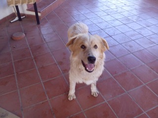 TOTO', dolce mix maremmano - Foto 4