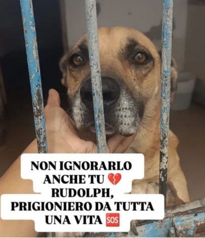 Rudolph 8ANNI A CATENA IN BOX!!! SOS NAPOLI