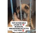Rudolph 8ANNI A CATENA IN BOX!!! SOS NAPOLI
