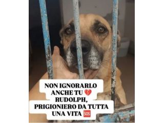 Rudolph 8ANNI A CATENA IN BOX!!! SOS NAPOLI