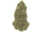 Mimosa