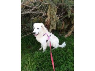 MUFFIN 4-5anni dolce allegro speranzoso - 20kg