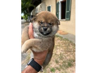 Cuccioli di Shiba Inu con pedigree ENCI