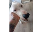 Neve setter  adozione cane sordo