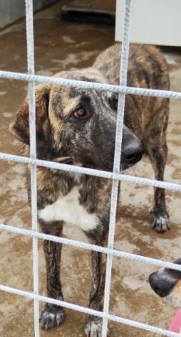 CANE IN ADOZIONE: TIAGO - Foto 9