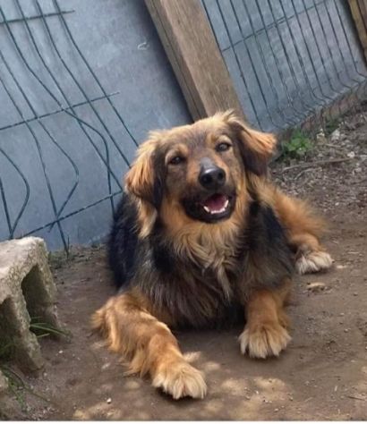 5anni splendido manto kg15 DA CUCCIOLO ASPETTA CASA.NAPOLI - Foto 6