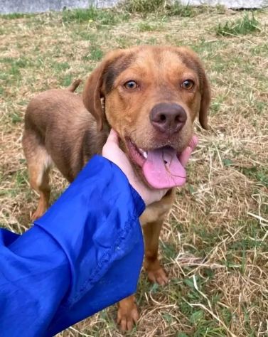 LENNON UNA DOLCEZZA DA SALVARE CANE IN ADOZIONE - Foto 9