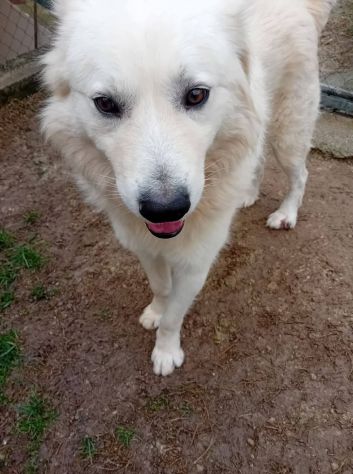 RUNNER cerca casa CANE IN ADOZIONE - Foto 3