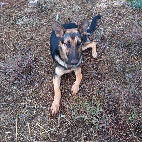 Cucciolotta di pastore cerca adozione - Foto 5