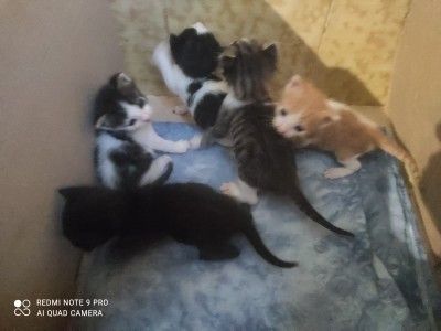 ANNUNCIO GATTINI IN REGALO - Foto 2