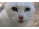 Meringa gattina , adozione del cuore