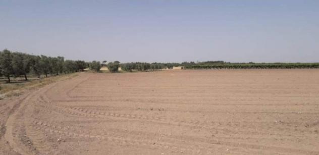 Immobile in asta di 25280 m² in vendita a Cerignola - Foto 8