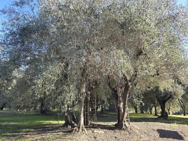 Terreno agricolo in vendita a Colle di Val d'Elsa 3300 mq Rif: 1353630