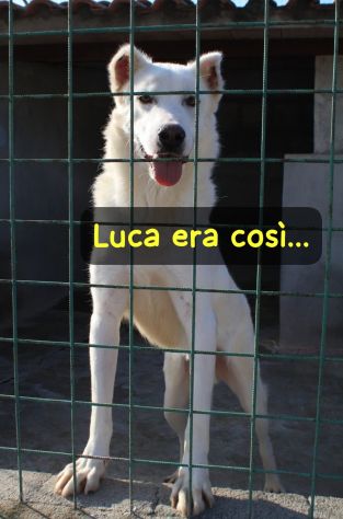 LUCA 7 ANNI SIMIL PASTORE SVIZZERO - Foto 3