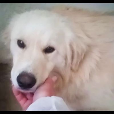 DEA GIOVANE E BELLISSIMA CAGNOLINA IN ADOZIONE - Foto 5