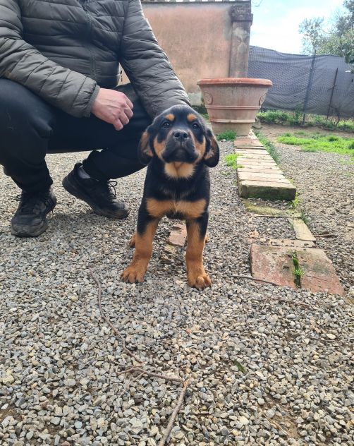ANNABELLE, dolcissima mix ROTTWEILER! 2 MESI E MEZZO. - Foto 5
