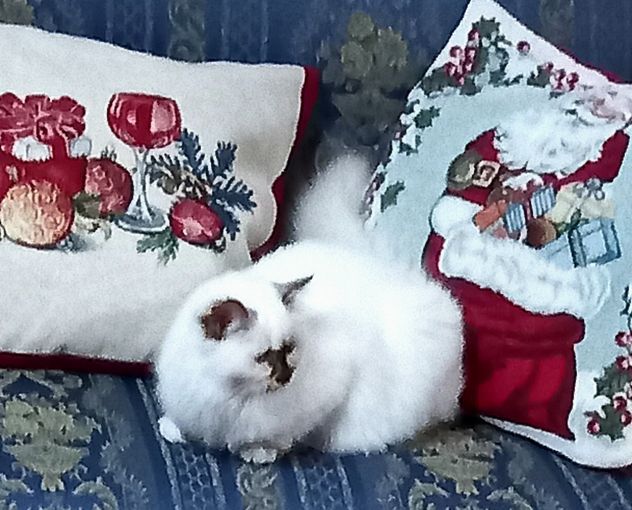 Gatto sacro di Birmania - Foto 4