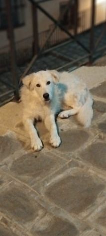 BARNY CUCCIOLO 11 MESI taglia media grande VIVE IN STRADA - Foto 2