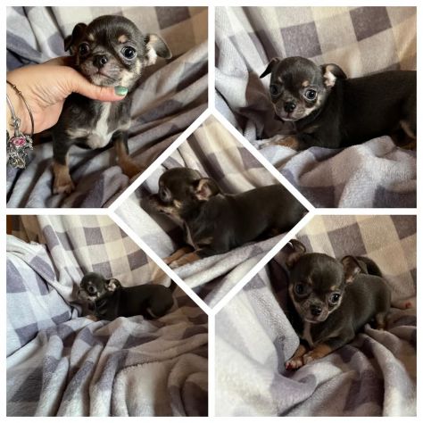 Chihuahua toy cuccioli
