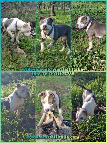 Cuccioli Amstaff Blu Grigio in Italia con pedigree. Allevamento in Puglia Bari. - Foto 2