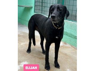 ELIJA LABRADOR
