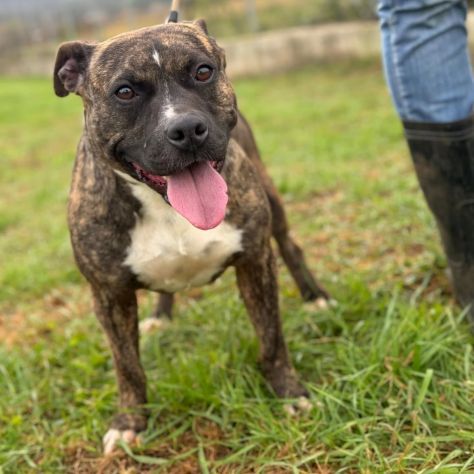 ZOE simil STAFFORDSHIRE BULL TERRIER cagnolina in adozione TG medio contenuta - Foto 4