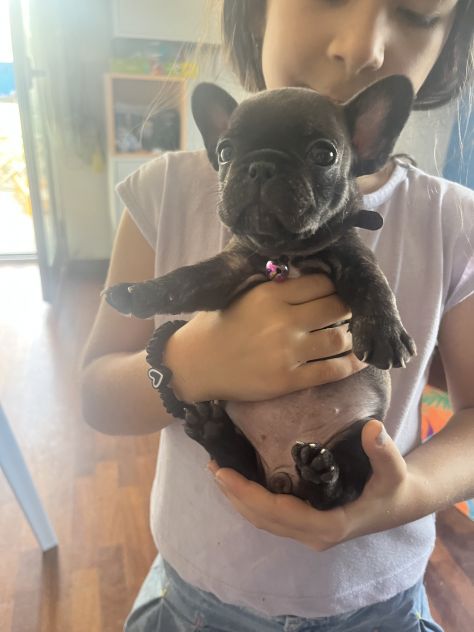 Animali bulldog francesi cosenza - Foto 3
