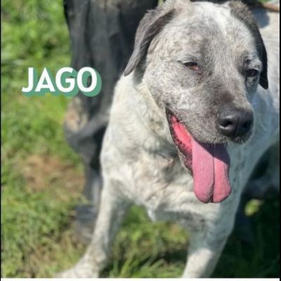 JAGO E ZENO ADORABILI TENERONI CANI IN ADOZIONE DI COPPIA tg MEDIA